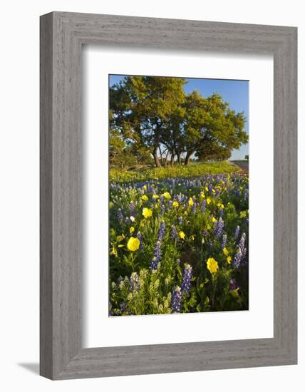 Wildflowers and Live Oak in Texas Hill Country, Texas, USA-Larry Ditto-Framed Photographic Print