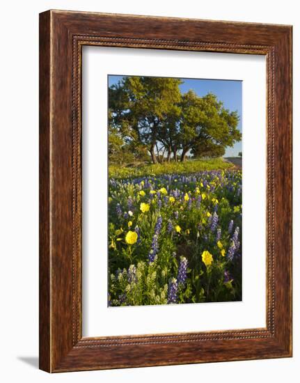 Wildflowers and Live Oak in Texas Hill Country, Texas, USA-Larry Ditto-Framed Photographic Print