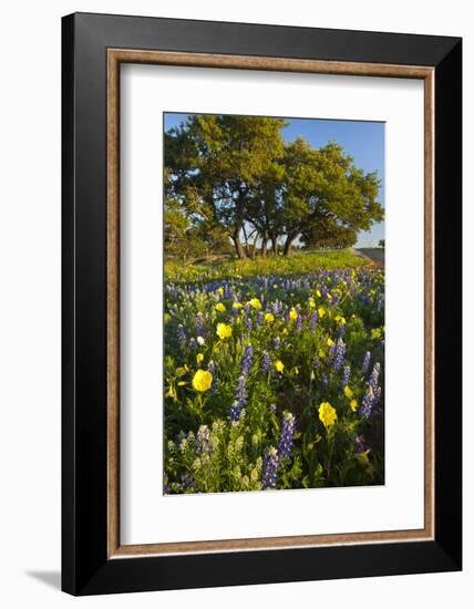 Wildflowers and Live Oak in Texas Hill Country, Texas, USA-Larry Ditto-Framed Photographic Print