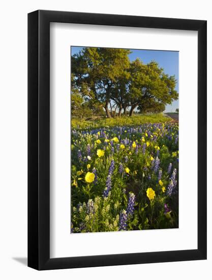 Wildflowers and Live Oak in Texas Hill Country, Texas, USA-Larry Ditto-Framed Photographic Print