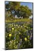 Wildflowers and Live Oak in Texas Hill Country, Texas, USA-Larry Ditto-Mounted Photographic Print