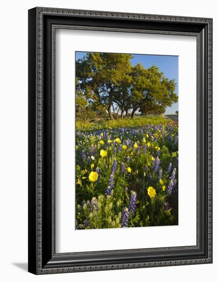 Wildflowers and Live Oak in Texas Hill Country, Texas, USA-Larry Ditto-Framed Photographic Print