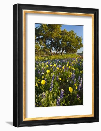 Wildflowers and Live Oak in Texas Hill Country, Texas, USA-Larry Ditto-Framed Photographic Print