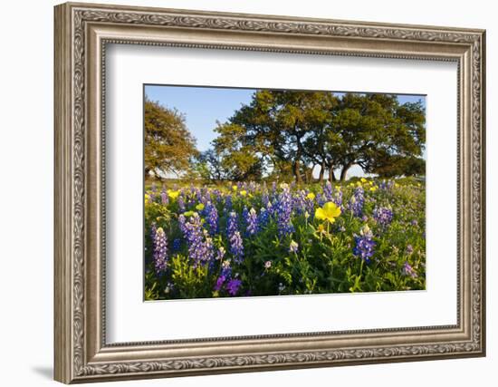 Wildflowers and Live Oak in Texas Hill Country, Texas, USA-Larry Ditto-Framed Photographic Print