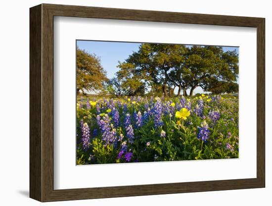 Wildflowers and Live Oak in Texas Hill Country, Texas, USA-Larry Ditto-Framed Photographic Print