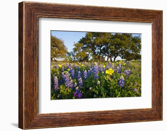 Wildflowers and Live Oak in Texas Hill Country, Texas, USA-Larry Ditto-Framed Photographic Print