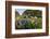 Wildflowers and Live Oak in Texas Hill Country, Texas, USA-Larry Ditto-Framed Photographic Print