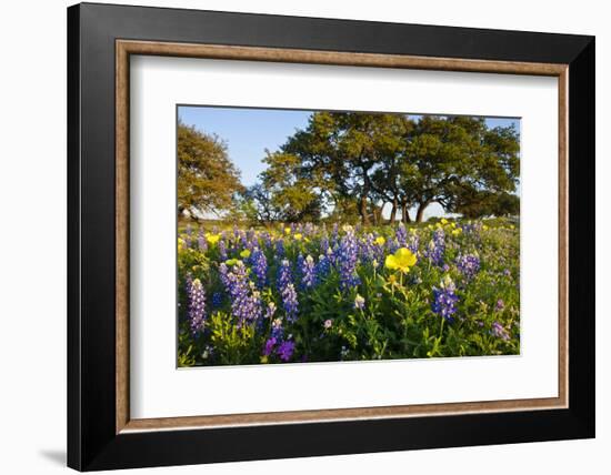 Wildflowers and Live Oak in Texas Hill Country, Texas, USA-Larry Ditto-Framed Photographic Print