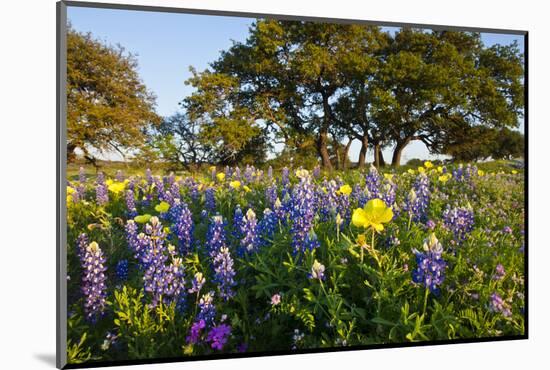 Wildflowers and Live Oak in Texas Hill Country, Texas, USA-Larry Ditto-Mounted Photographic Print