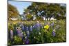 Wildflowers and Live Oak in Texas Hill Country, Texas, USA-Larry Ditto-Mounted Photographic Print