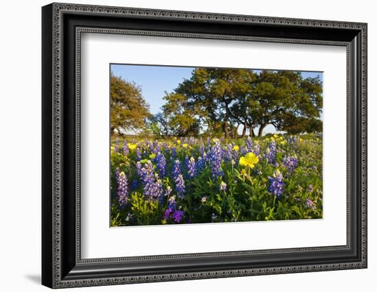 Wildflowers and Live Oak in Texas Hill Country, Texas, USA-Larry Ditto-Framed Photographic Print