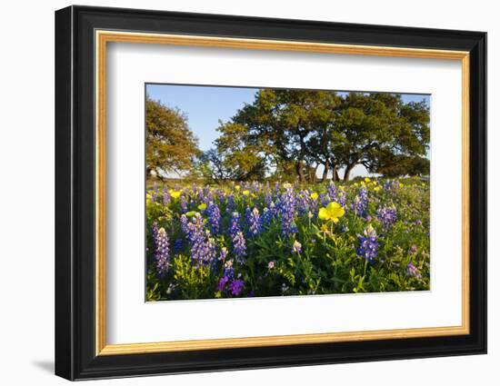 Wildflowers and Live Oak in Texas Hill Country, Texas, USA-Larry Ditto-Framed Photographic Print