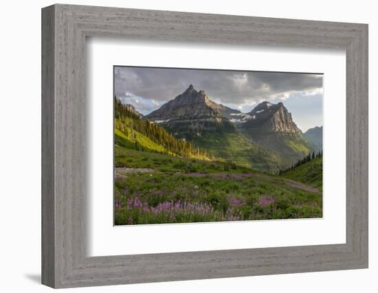 Wildflowers and Mountains. Glacier National Park, Montana, USA.-Tom Norring-Framed Photographic Print