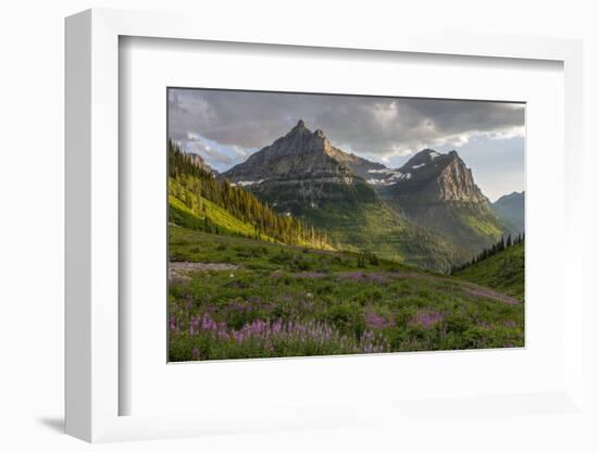 Wildflowers and Mountains. Glacier National Park, Montana, USA.-Tom Norring-Framed Photographic Print