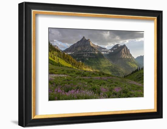 Wildflowers and Mountains. Glacier National Park, Montana, USA.-Tom Norring-Framed Photographic Print