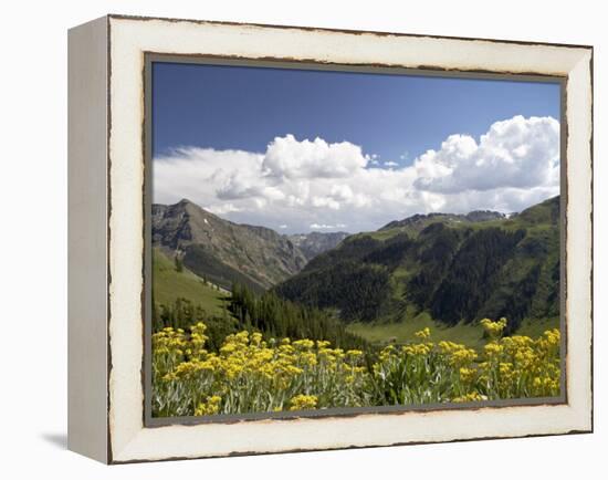 Wildflowers and Mountains Near Cinnamon Pass, Uncompahgre National Forest, Colorado-James Hager-Framed Premier Image Canvas