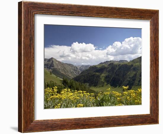 Wildflowers and Mountains Near Cinnamon Pass, Uncompahgre National Forest, Colorado-James Hager-Framed Photographic Print