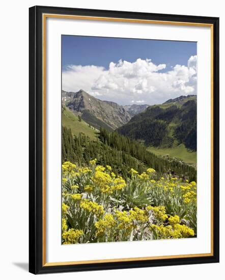 Wildflowers and Mountains Near Cinnamon Pass, Uncompahgre National Forest, Colorado-James Hager-Framed Photographic Print