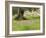 Wildflowers and Olive Tree, Near Halawa, Jordan, Middle East-Schlenker Jochen-Framed Photographic Print