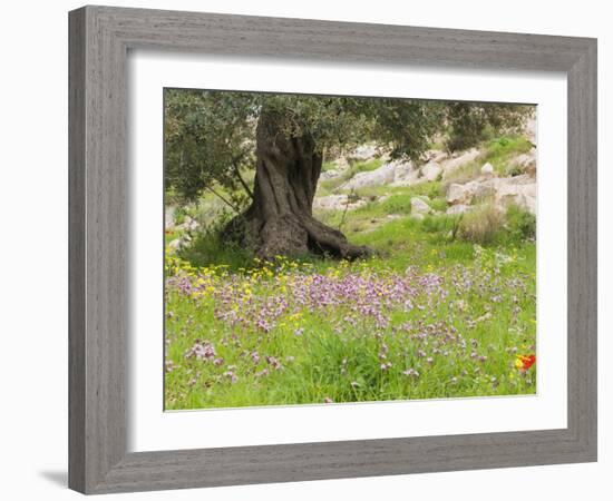 Wildflowers and Olive Tree, Near Halawa, Jordan, Middle East-Schlenker Jochen-Framed Photographic Print