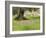 Wildflowers and Olive Tree, Near Halawa, Jordan, Middle East-Schlenker Jochen-Framed Photographic Print