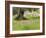 Wildflowers and Olive Tree, Near Halawa, Jordan, Middle East-Schlenker Jochen-Framed Photographic Print