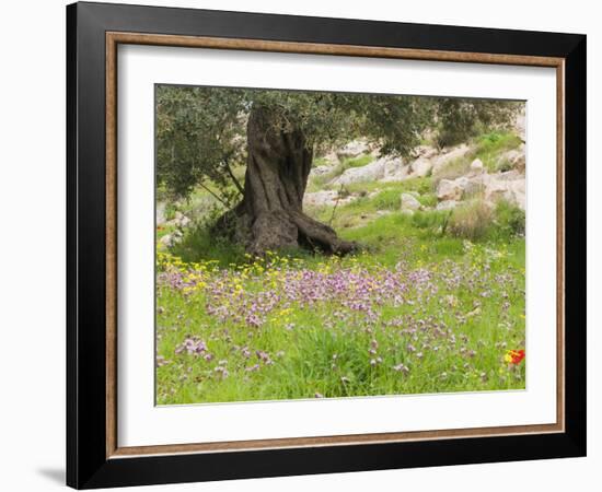 Wildflowers and Olive Tree, Near Halawa, Jordan, Middle East-Schlenker Jochen-Framed Photographic Print