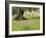 Wildflowers and Olive Tree, Near Halawa, Jordan, Middle East-Schlenker Jochen-Framed Photographic Print