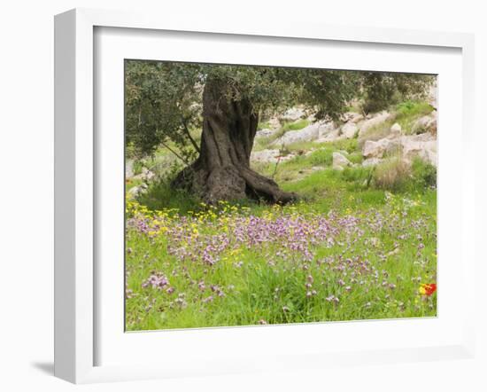 Wildflowers and Olive Tree, Near Halawa, Jordan, Middle East-Schlenker Jochen-Framed Photographic Print