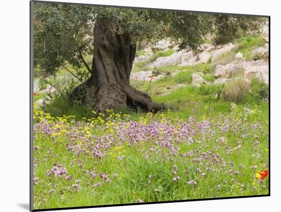 Wildflowers and Olive Tree, Near Halawa, Jordan, Middle East-Schlenker Jochen-Mounted Photographic Print