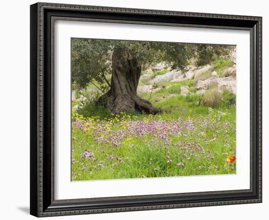 Wildflowers and Olive Tree, Near Halawa, Jordan, Middle East-Schlenker Jochen-Framed Photographic Print