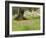 Wildflowers and Olive Tree, Near Halawa, Jordan, Middle East-Schlenker Jochen-Framed Photographic Print