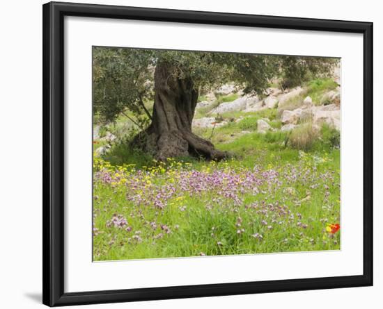 Wildflowers and Olive Tree, Near Halawa, Jordan, Middle East-Schlenker Jochen-Framed Photographic Print