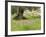 Wildflowers and Olive Tree, Near Halawa, Jordan, Middle East-Schlenker Jochen-Framed Photographic Print