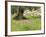 Wildflowers and Olive Tree, Near Halawa, Jordan, Middle East-Schlenker Jochen-Framed Photographic Print