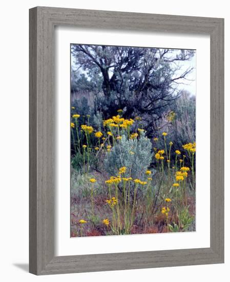 Wildflowers and Sage, Eastern Washington, USA-William Sutton-Framed Photographic Print