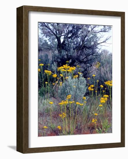 Wildflowers and Sage, Eastern Washington, USA-William Sutton-Framed Photographic Print