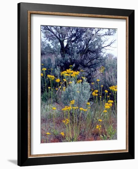 Wildflowers and Sage, Eastern Washington, USA-William Sutton-Framed Photographic Print