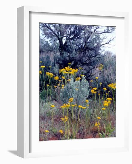 Wildflowers and Sage, Eastern Washington, USA-William Sutton-Framed Photographic Print