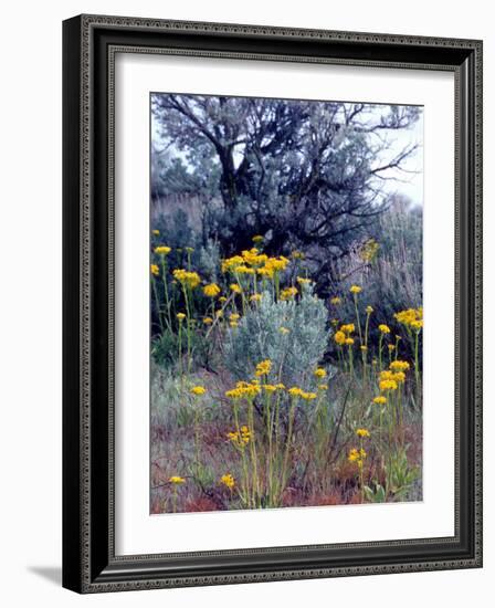 Wildflowers and Sage, Eastern Washington, USA-William Sutton-Framed Photographic Print