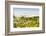 Wildflowers and the coastline in the fog near Davenport, California, USA-Panoramic Images-Framed Photographic Print