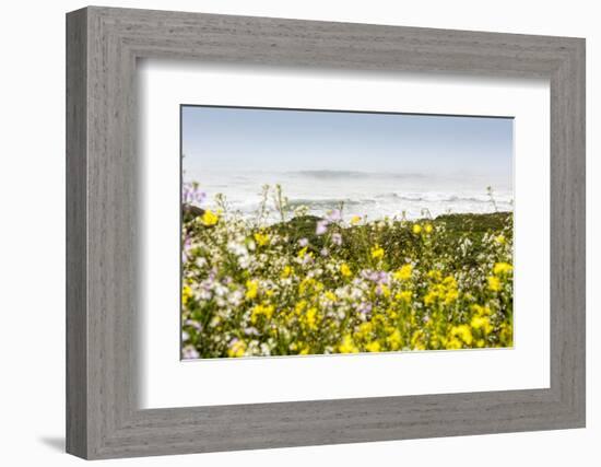 Wildflowers and the coastline in the fog near Davenport, California, USA-Panoramic Images-Framed Photographic Print