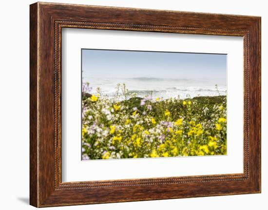 Wildflowers and the coastline in the fog near Davenport, California, USA-Panoramic Images-Framed Photographic Print