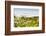 Wildflowers and the coastline in the fog near Davenport, California, USA-Panoramic Images-Framed Photographic Print