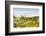 Wildflowers and the coastline in the fog near Davenport, California, USA-Panoramic Images-Framed Photographic Print