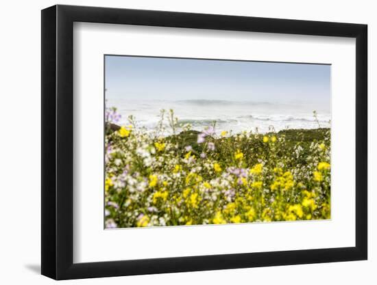 Wildflowers and the coastline in the fog near Davenport, California, USA-Panoramic Images-Framed Photographic Print