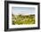 Wildflowers and the coastline in the fog near Davenport, California, USA-Panoramic Images-Framed Photographic Print