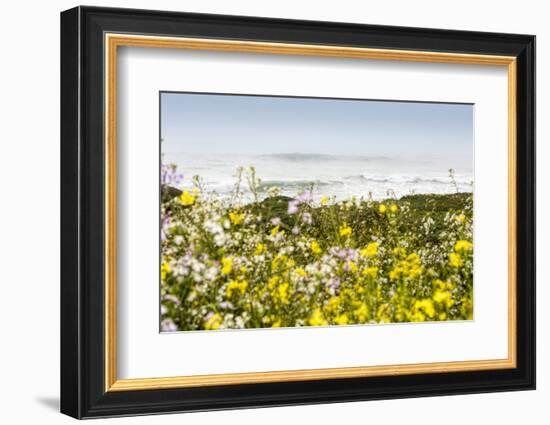 Wildflowers and the coastline in the fog near Davenport, California, USA-Panoramic Images-Framed Photographic Print