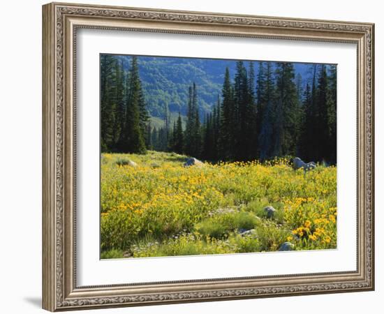 Wildflowers and Trees, Wasatch-Cache National Forest, Utah, USA-Scott T^ Smith-Framed Photographic Print
