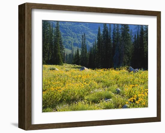 Wildflowers and Trees, Wasatch-Cache National Forest, Utah, USA-Scott T^ Smith-Framed Photographic Print